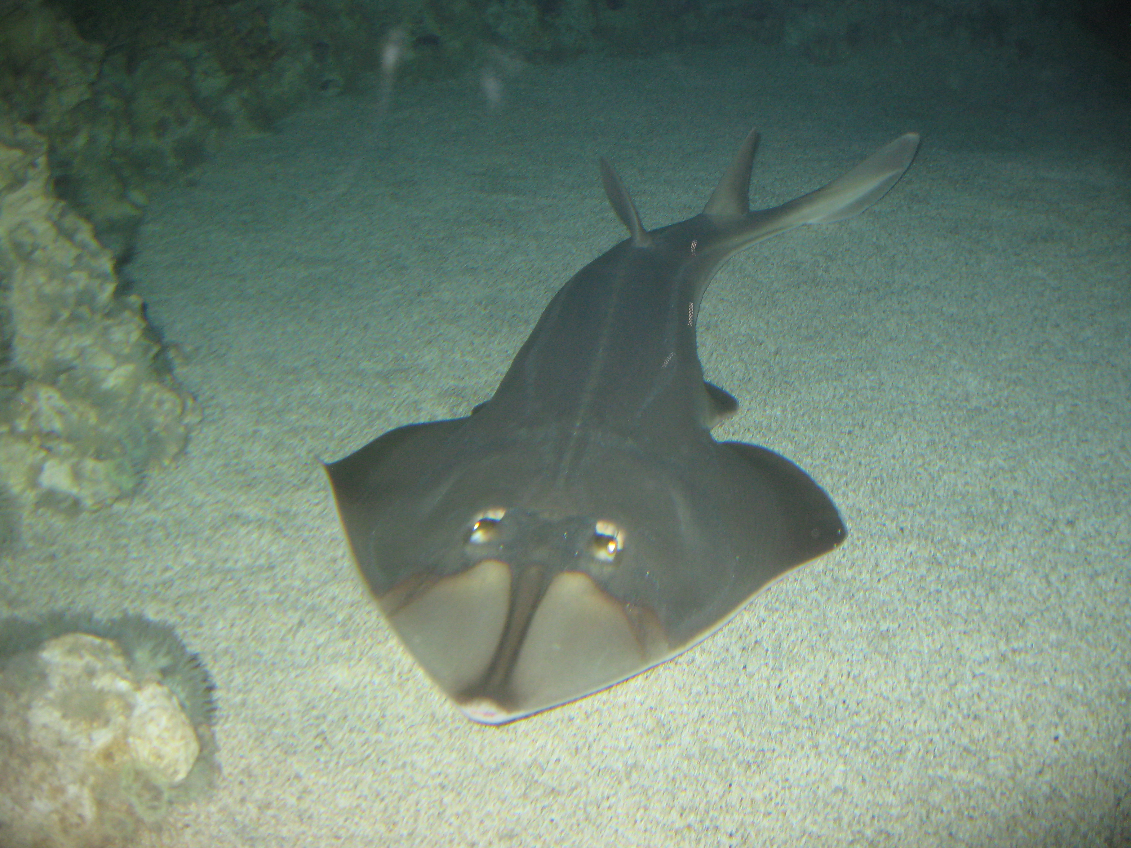 Chola Guitarfish